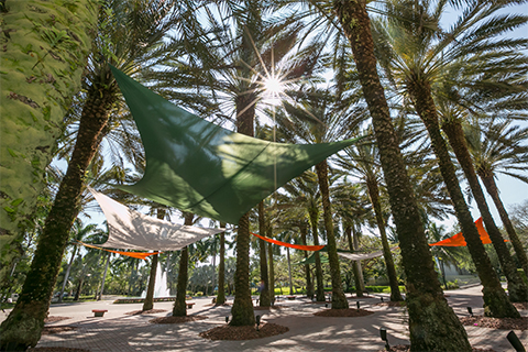 Rows of palm trees outside of Storer Auditorium with orange, green, and white canopies draped across